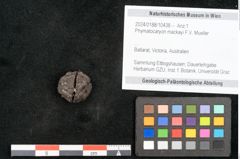Foto (Objekt + Etikett) von Phymatocaryon mackayi F.V. Mueller (NHMW-GEO-2024-0188-10438)